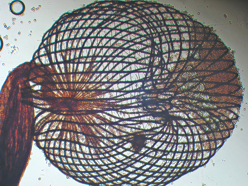 Dictidyum cancellatum